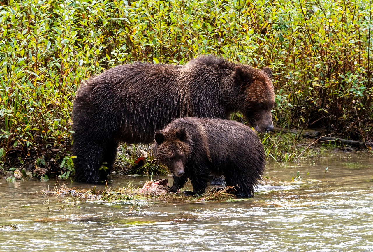 Brown bears, Bear, Grizzly bears image vancouver